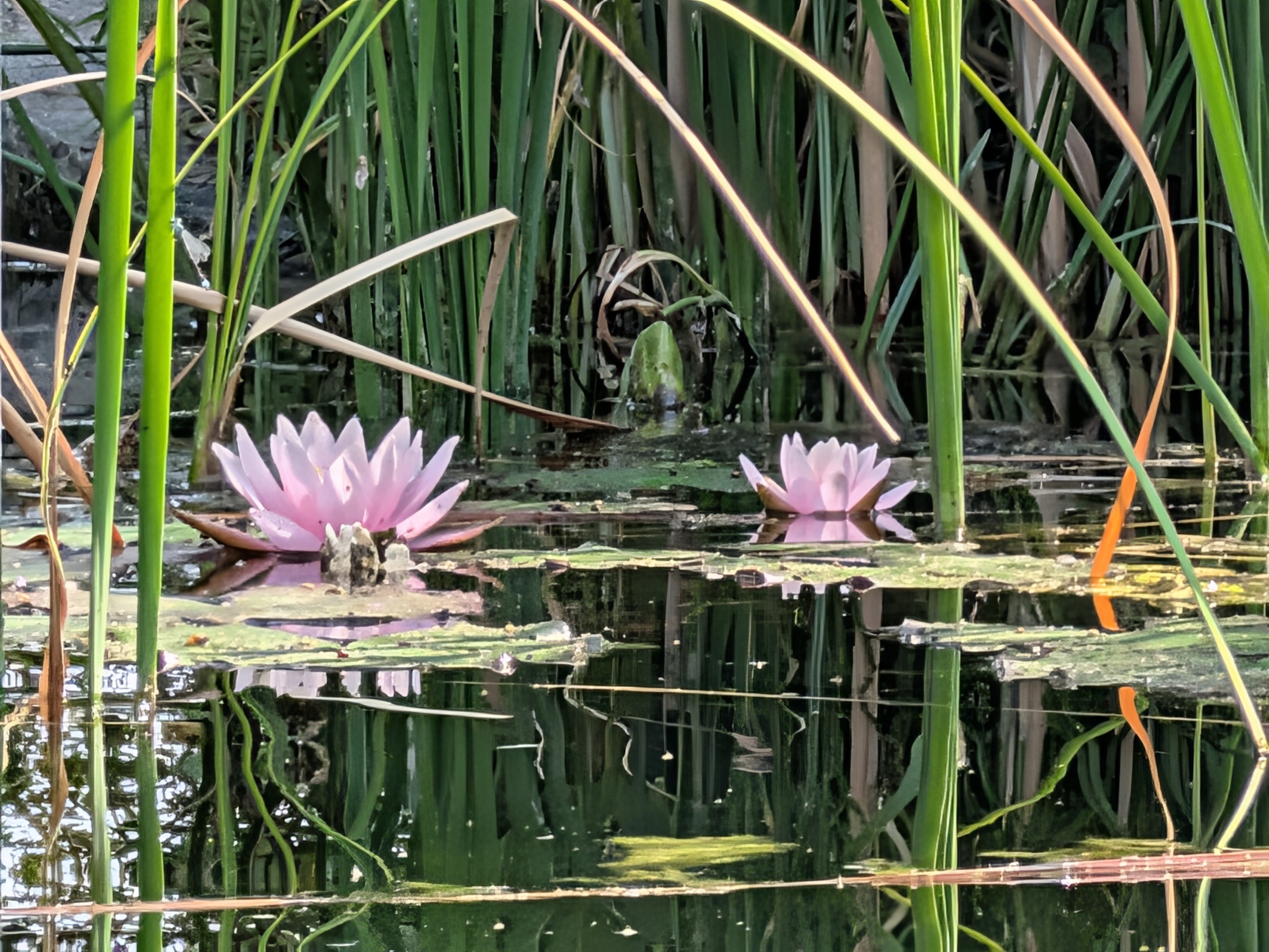 beautiful water lilies in an Austrian pond